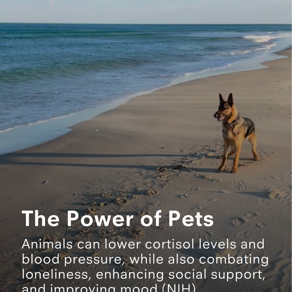 The Power of Pets