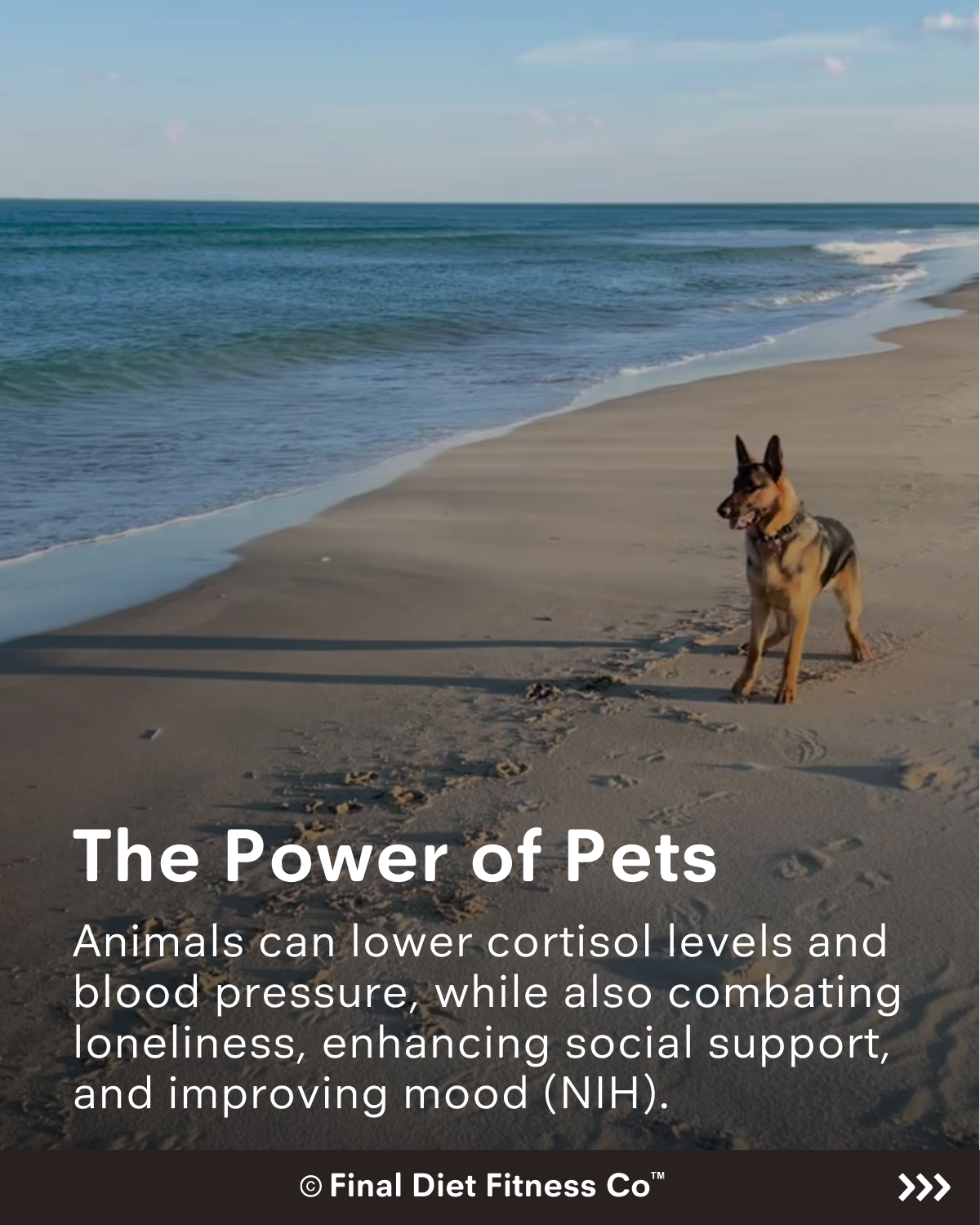 The Power of Pets