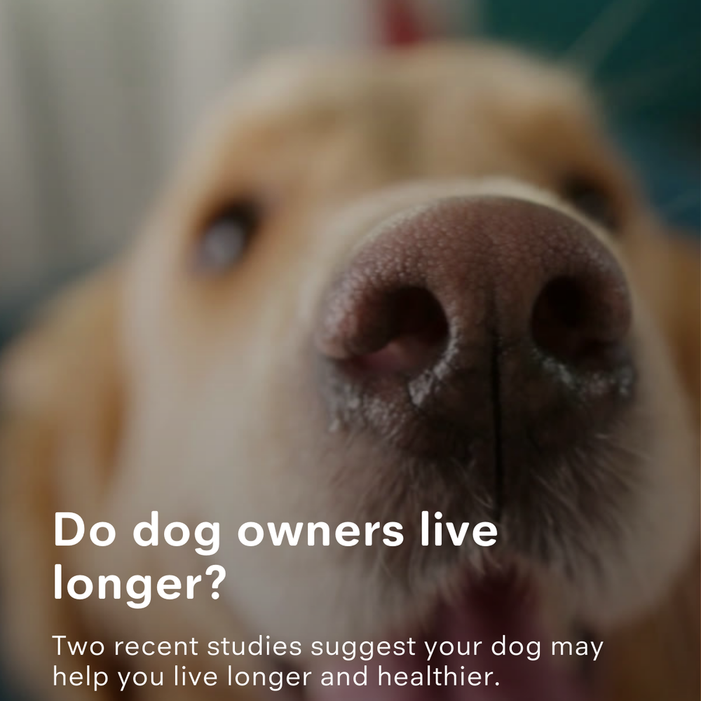 Do Dog Owners Live Longer? How Having a Dog May Improve Longevity and Health