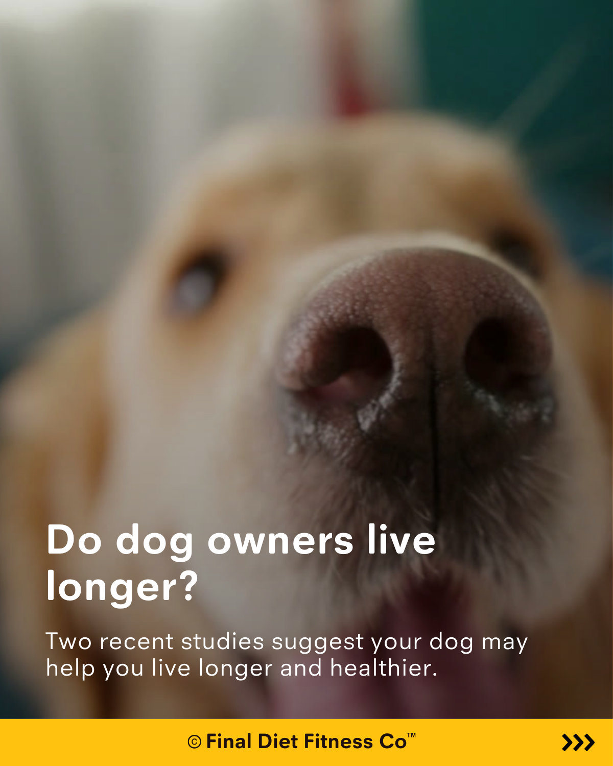 Do Dog Owners Live Longer? How Having a Dog May Improve Longevity and Health