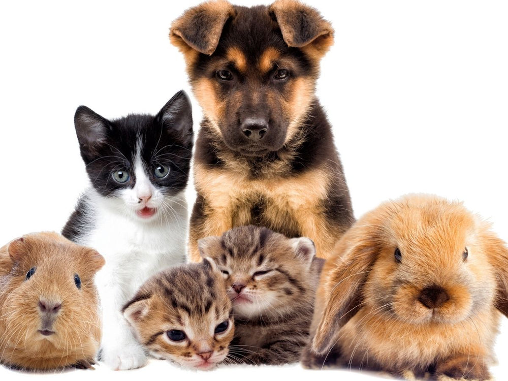 The Power of Pets: How Animals Boost Your Health and Well-being