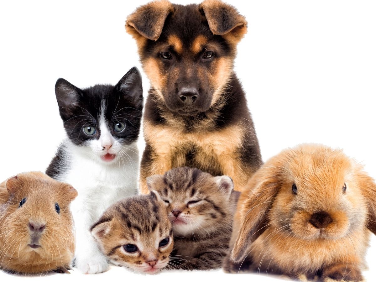 The Power of Pets: How Animals Boost Your Health and Well-being