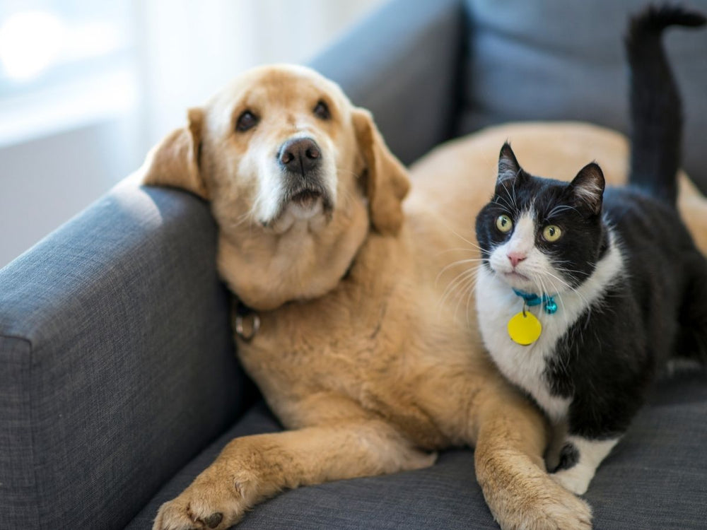 How Pet Ownership Can Help Lower Blood Pressure and Improve Heart Health