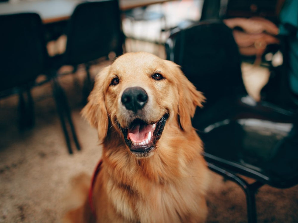 Can Dog Ownership Increase Longevity? Key Health Benefits for Heart and Stroke Survivors