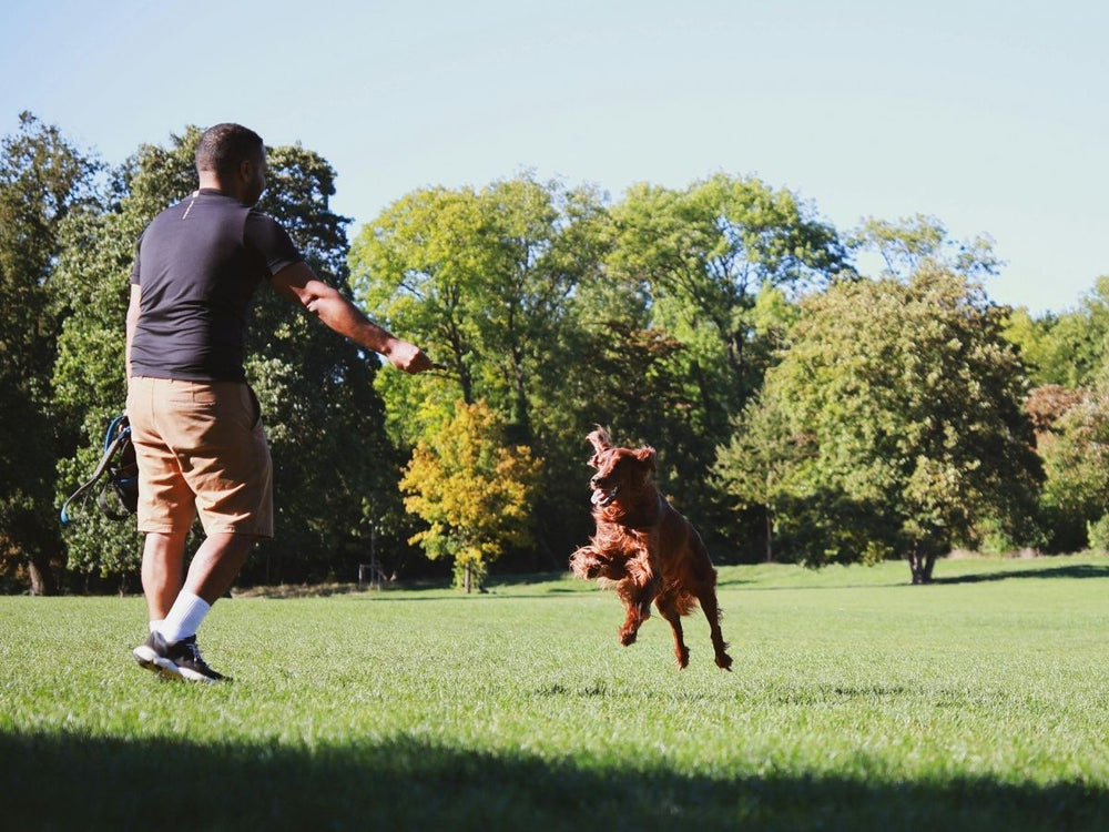 6 Fun Ways to Stay Active with Your Dog