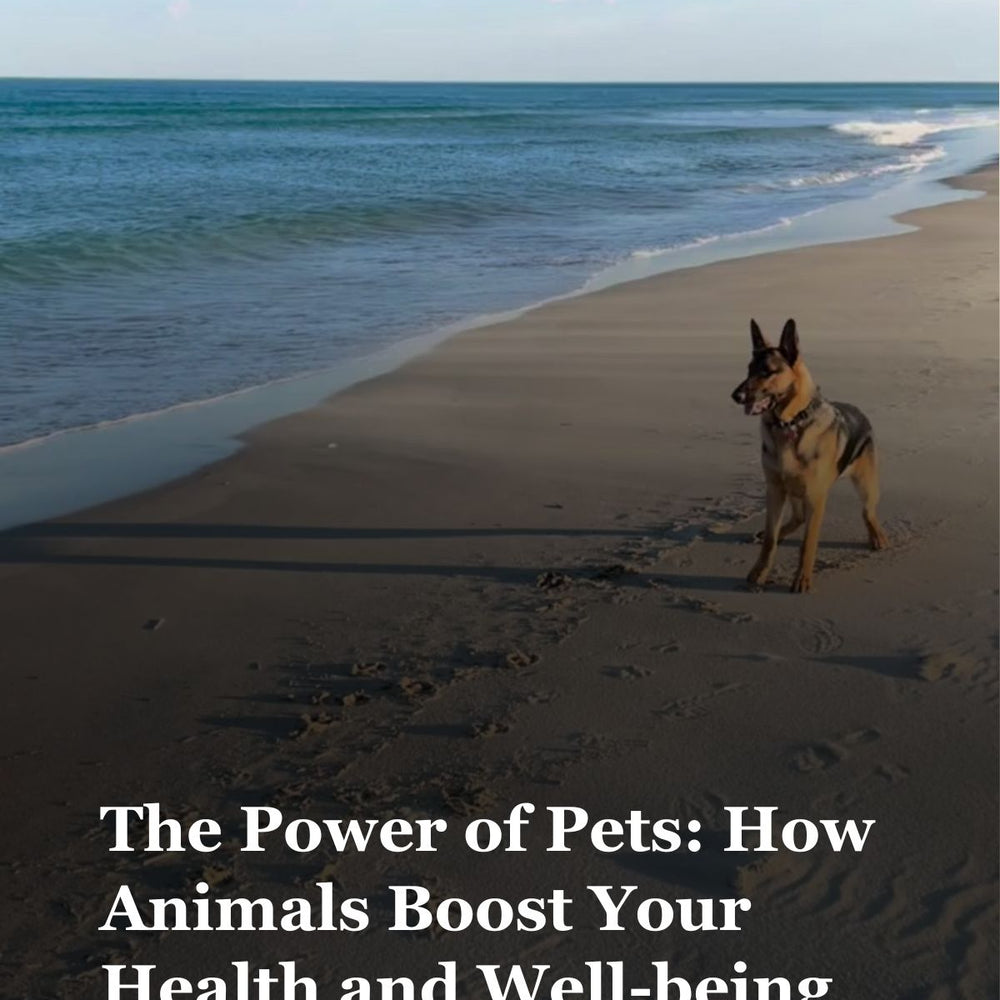 The Power of Pets: How Animals Boost Your Health and Well-being