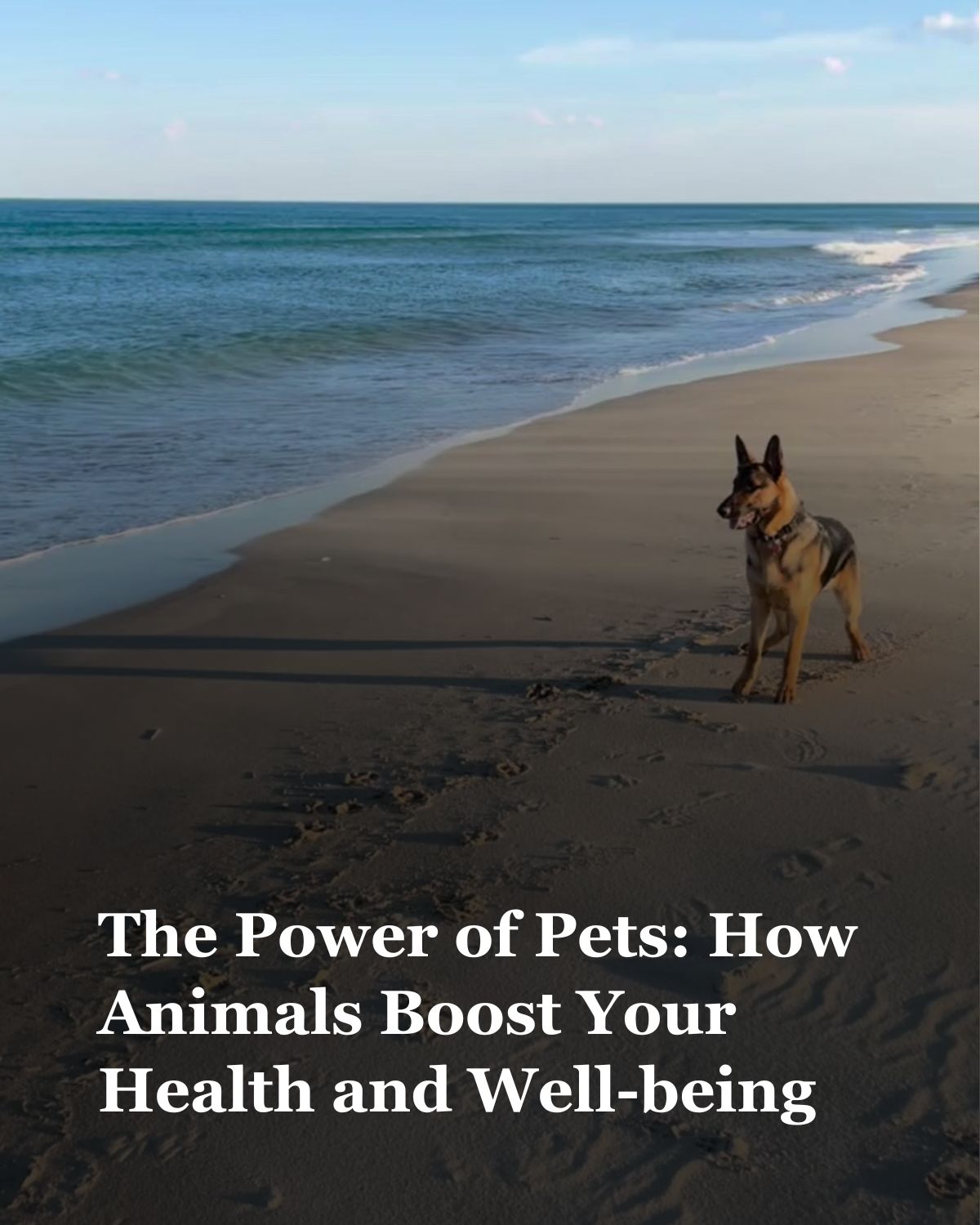 The Power of Pets: How Animals Boost Your Health and Well-being