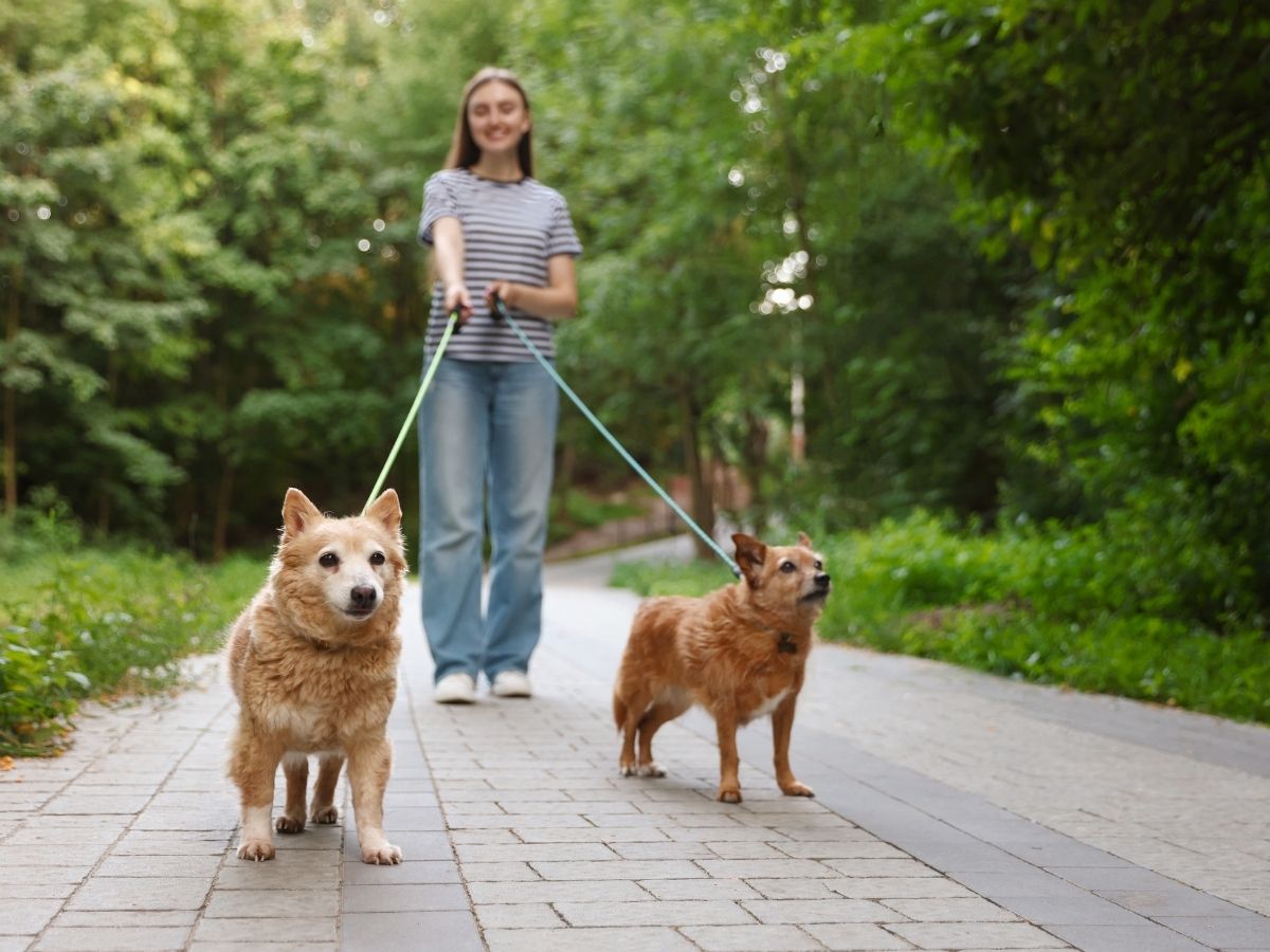 How Daily Activity (Steps) Support Fat Loss, Recovery, and Long-Term Health