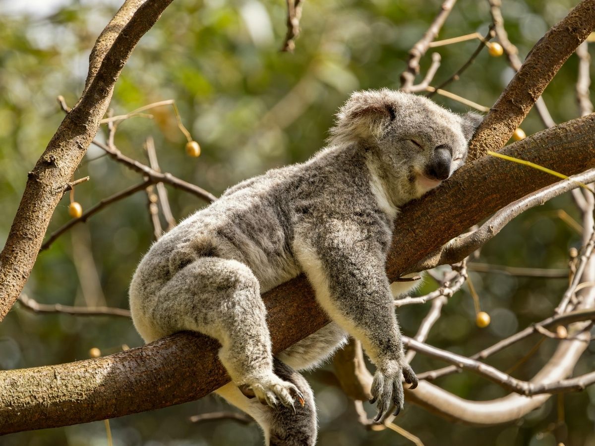 How Sleep and Recovery Support Fat Loss, Strength, and Long-Term Progress
