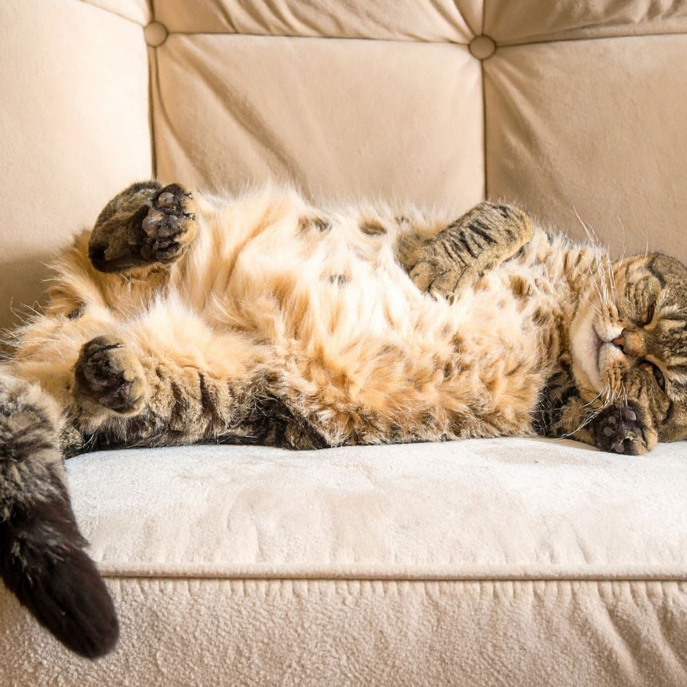 Keep a Consistent Bedtime and Morning Rhythm to Start Strong Each Day