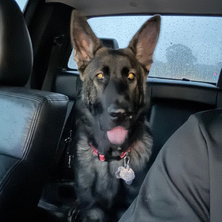 Scout