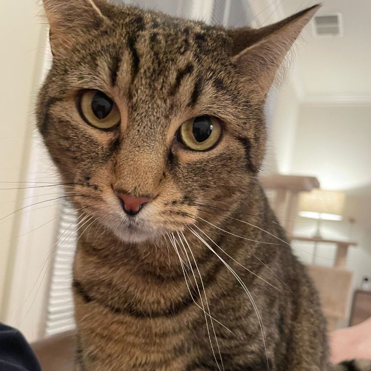 Oliver
